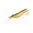 Gold Shiner